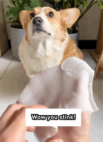Instant Dog Clean Glove