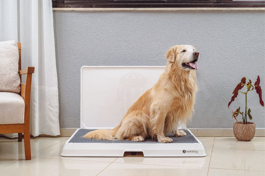Weasy Indoor Dog Bathroom