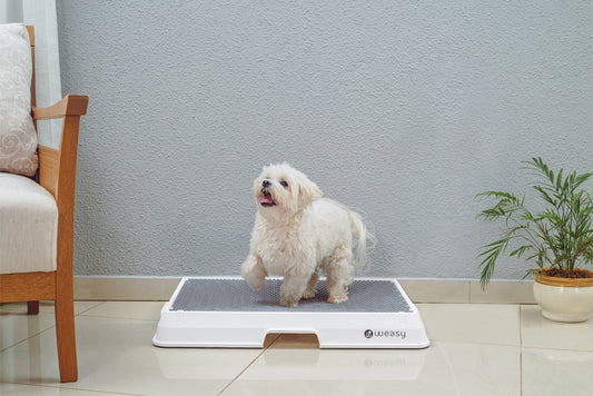 Weasy Indoor Dog Bathroom