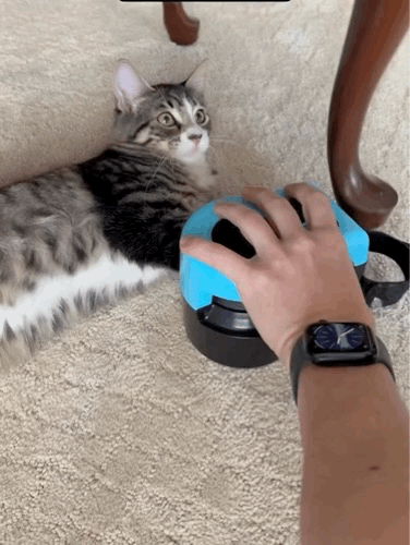 CatNamic Play Companion