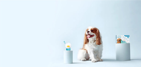 CalmPet Pheromone Diffuser
