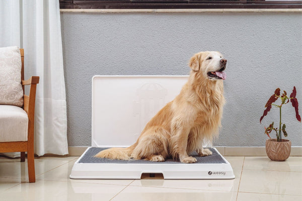 Weasy Indoor Dog Bathroom